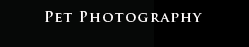 Pet Photography